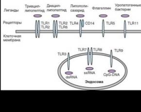 Varianty receptorov rozpoznávania vzorov PRR