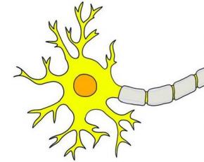 عملکرد نورون های درج شده چیست؟