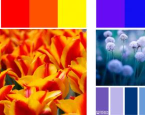 Combinações de cores: o princípio da inspiração